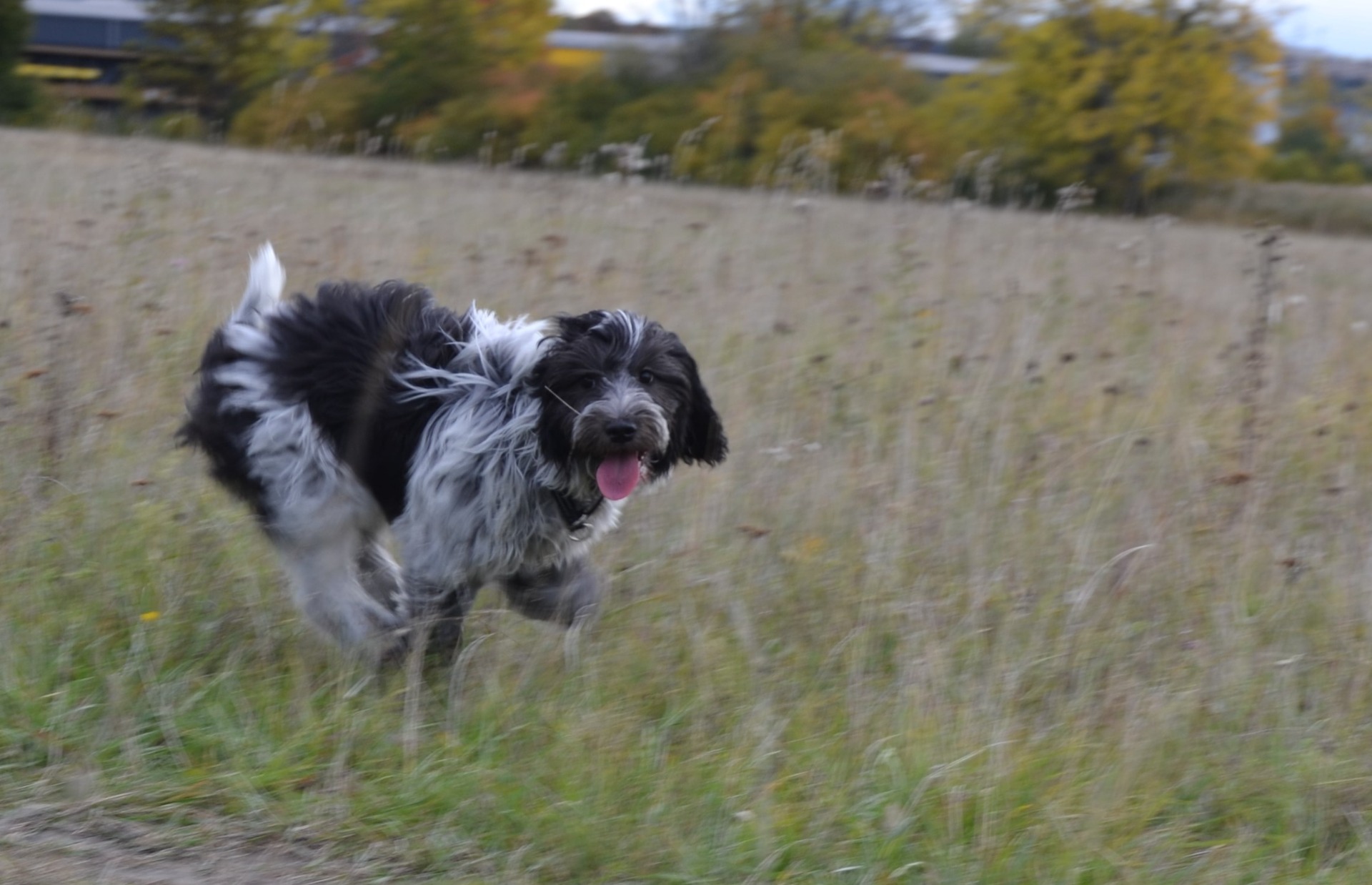 Ida, Schapendoes springer alltid i full fart