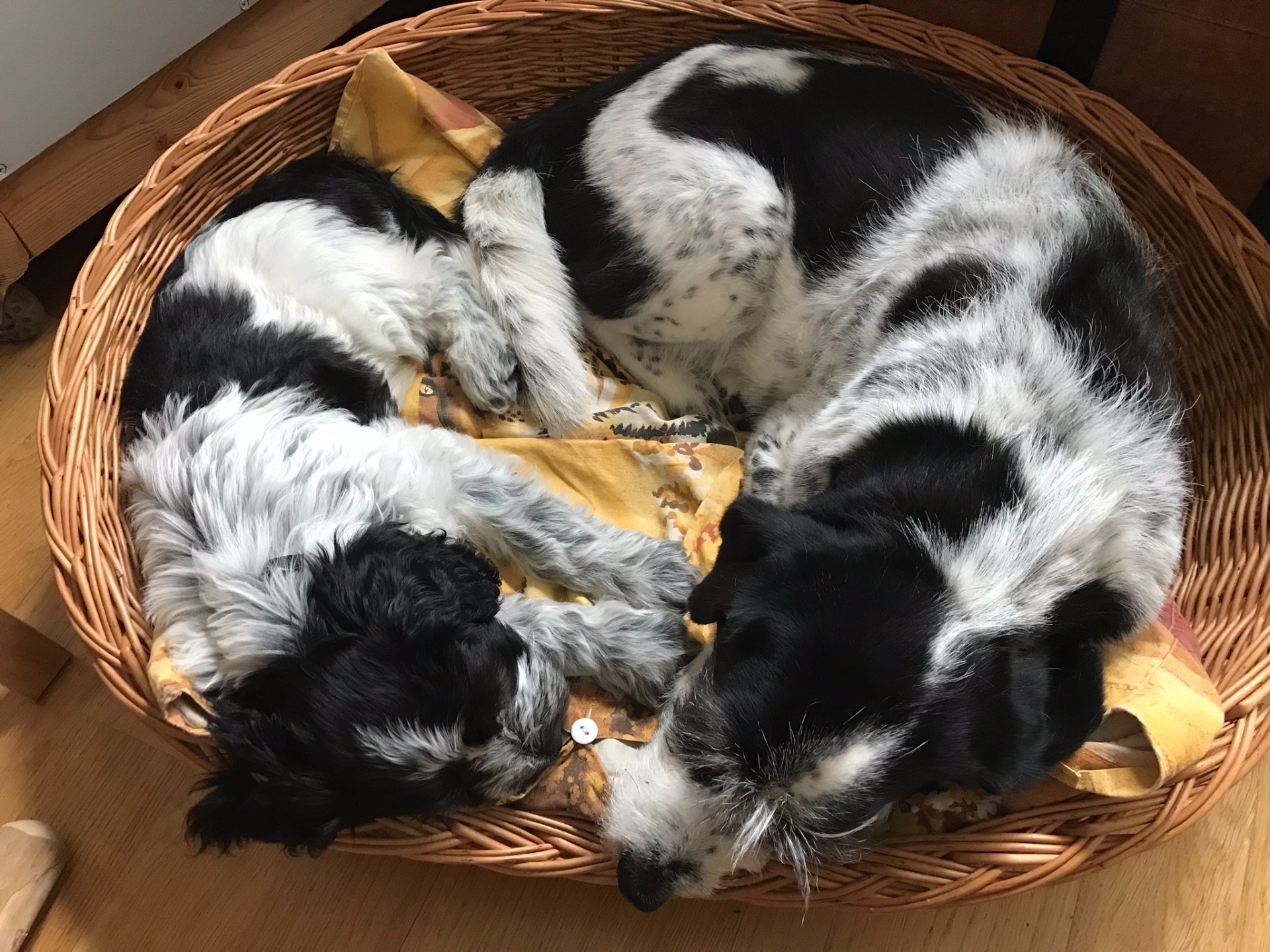 Scilla och Ida, så lika men ändå så olika